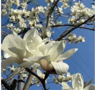 玉兰开花什么季节