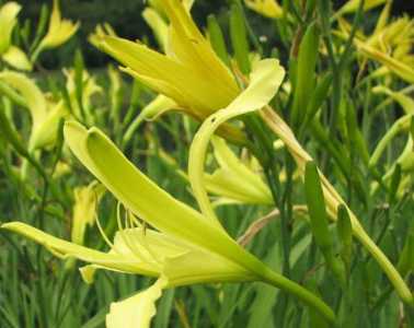 黄花什么季节开花