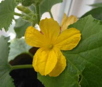 青瓜什么季节开花