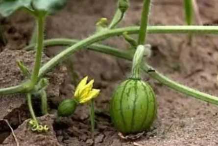 西瓜开花什么季节