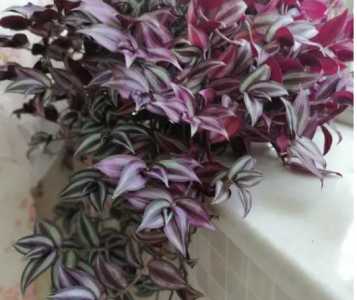 吊竹梅什么季节开花
