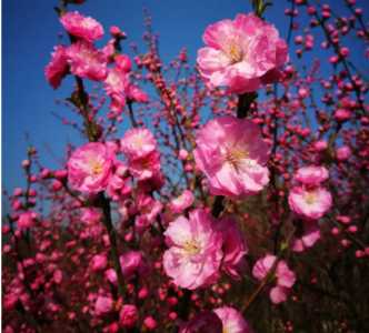 桃红什么季节开花