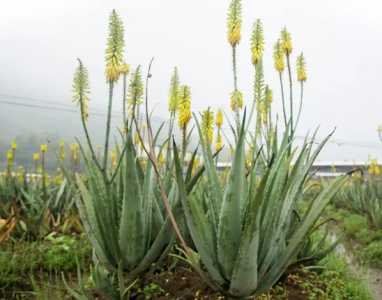 库拉索什么季节开花