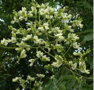 国槐什么季节开花