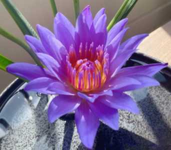 水莲什么季节开花