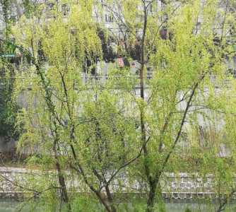 杨柳什么季节开花