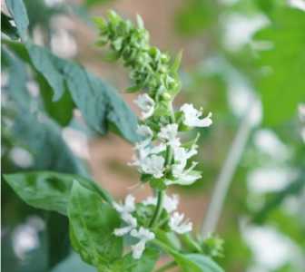 罗勒什么季节开花