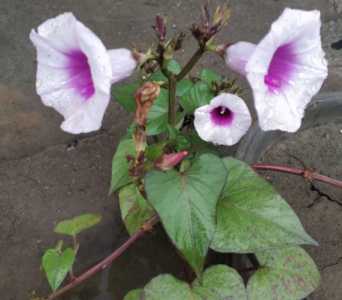 地瓜开花什么季节