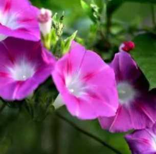 牵牛花什么季节开花时间?
