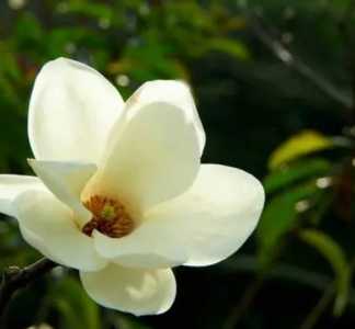 玉兰花嫁接在什么季节开花？