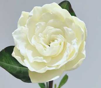 栀子花什么季节能开花？