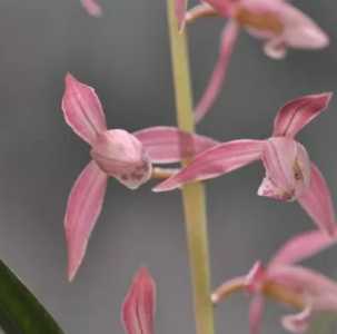 兰花胭脂红在什么季节开花？