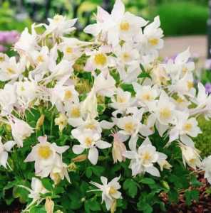 漏斗菜什么季节开花结果？