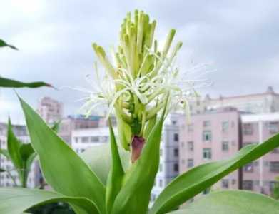 富贵竹是在什么季节开花的？