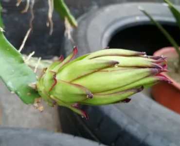 什么季节火龙果开花结果？