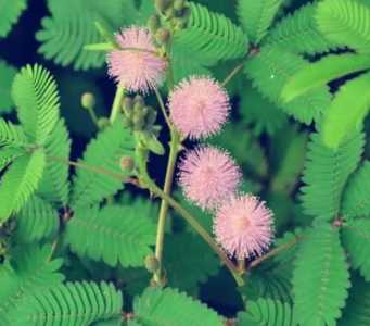 含羞草一般什么季节开花？