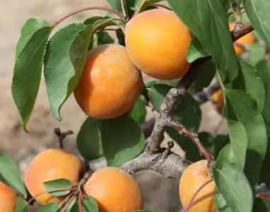 杏树是什么季节开花结果的？
