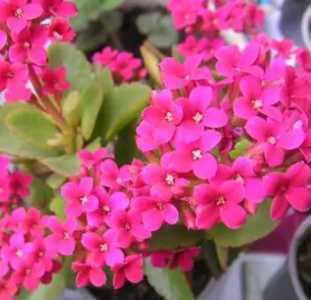 长寿花开花季节上什么肥？
