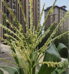 玉米什么季节开花
