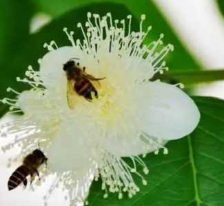 番石榴在什么季节开花结果？