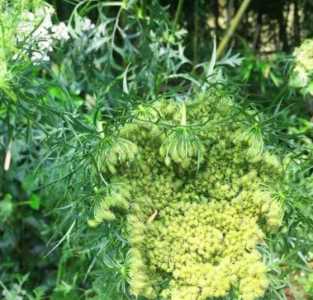 胡萝卜是什么季节开花结果？