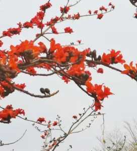 红花木棉花在什么季节开花？