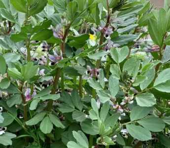 蚕豆什么季节开花