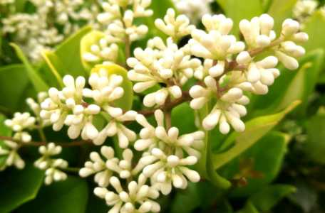 冬青什么季节开花