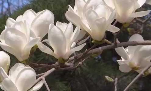 白玉什么季节开花