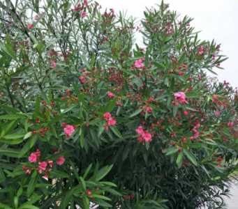 夹竹桃什么季节开花