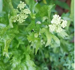 芹菜什么季节开花