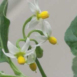 龙葵什么季节开花