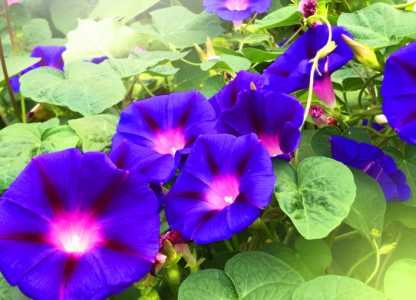喇叭什么季节开花