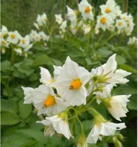 土豆开花什么季节