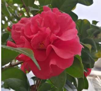 红茶什么季节开花