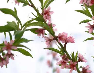 什么季节桃子开花