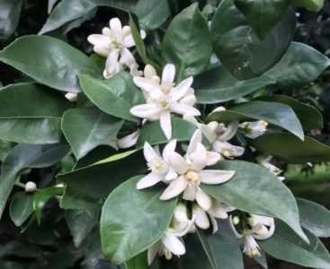 橙子什么季节开花