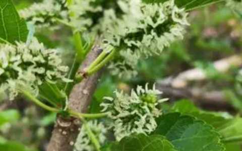 桑果什么季节开花