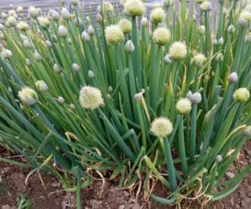 葱什么季节开花