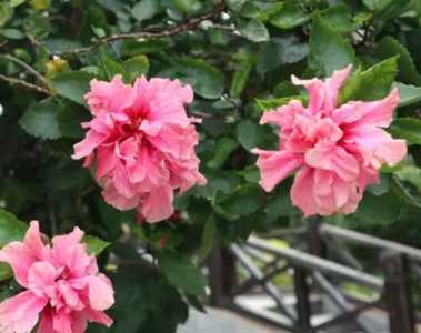 朱槿什么季节开花