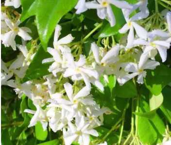络石藤什么季节开花