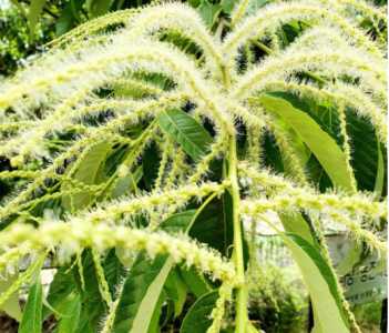 板栗开花什么季节