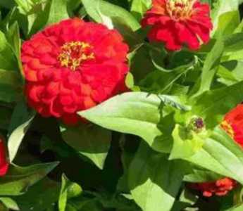 百日草花是什么季节开花？