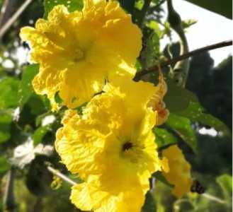 丝瓜什么季节开花