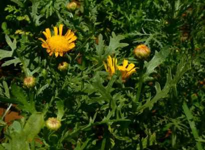 蒿子什么季节开花？