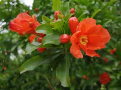 什么季节石榴开花