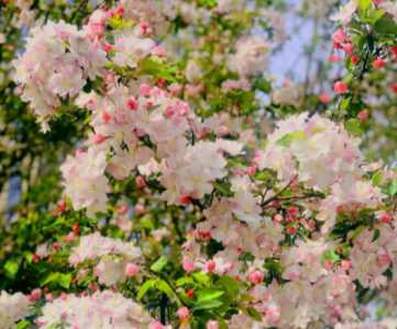 什么季节海棠开花