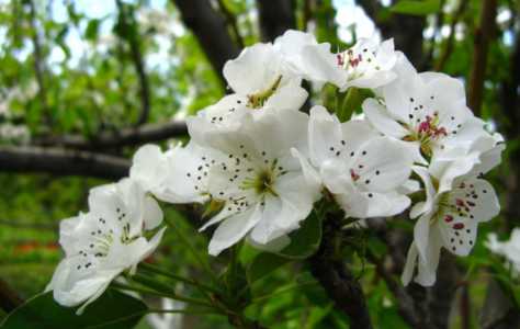 什么季节开花梨