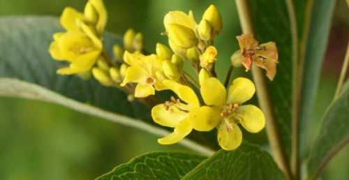黄连什么季节开花