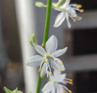 吊兰开花什么季节